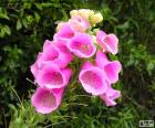 Λουλούδι ροζ Νέα Ζηλανδία
